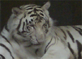 White tiger at the zoo.